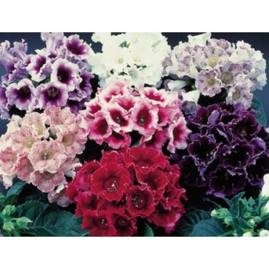 GLOXINIA EMPRESS MIX F1; pelleted
