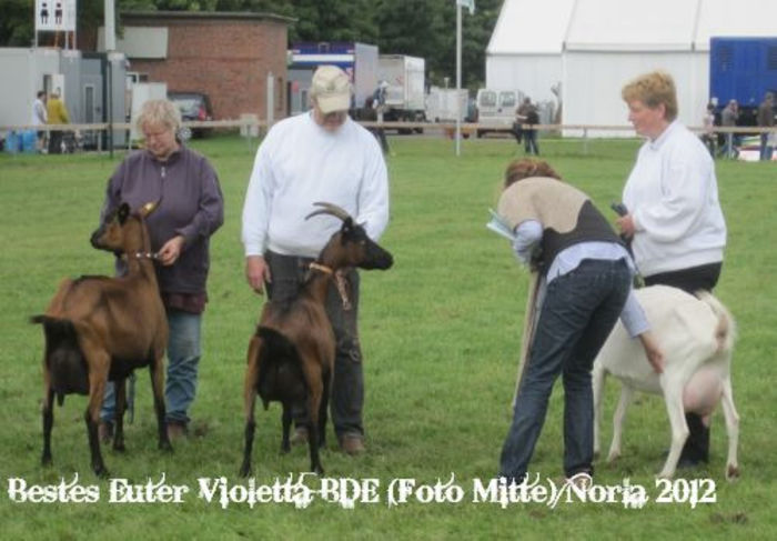 capra din mijloc nobila colorata - capre saanen si bagatorii de seama