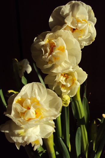 078 - ARANJAMENTELE MELE FLORALE