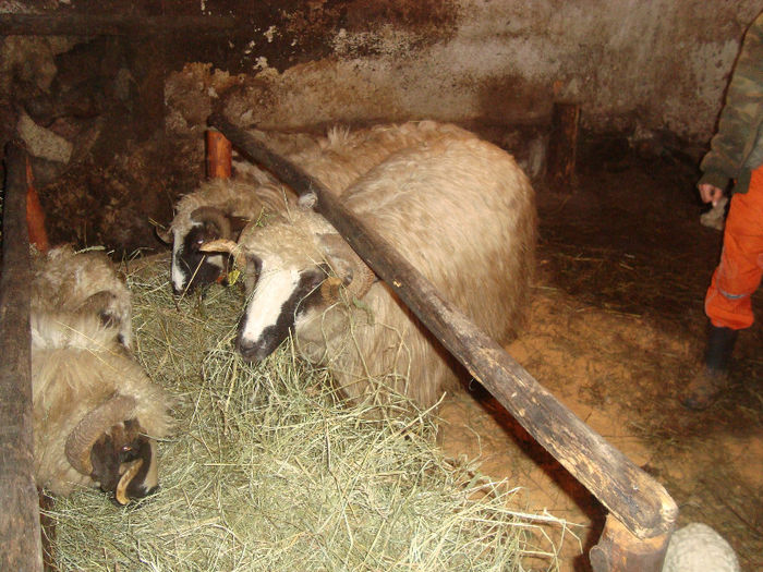 DSC09694 - miei 2013