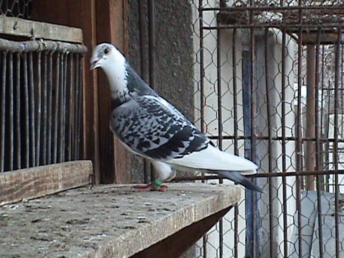 F Jan Aarden de 2011