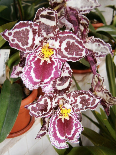 P3180026 - Reinfloriri orhidee 2013