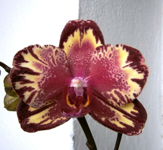 P3180031 - Reinfloriri orhidee 2013