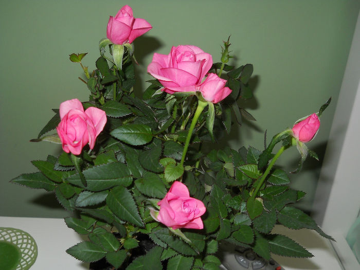 mini rosa rozosin - Plante
