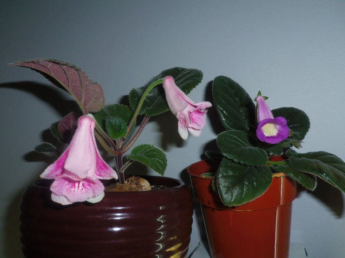 18 martie 2013 - 2013 Gesneriaceae