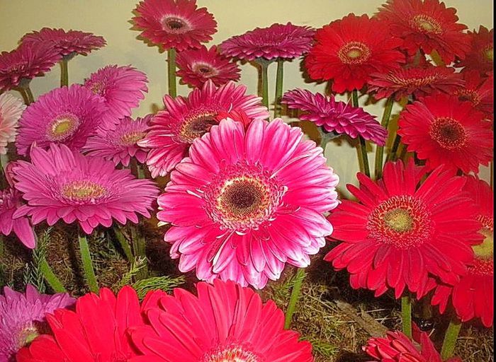 a - NATURA MOARTA-NATURA VIE