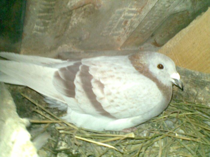 17032013(026) - Voiajori