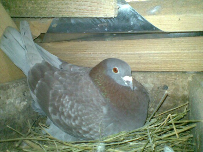 17032013(034) - Voiajori