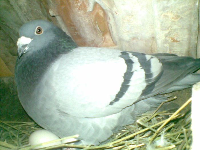 17032013(037) - Voiajori