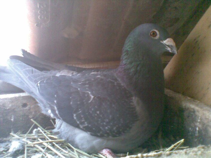 17032013(039) - Voiajori