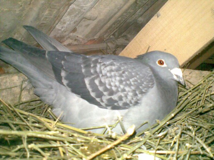 17032013(044) - Voiajori