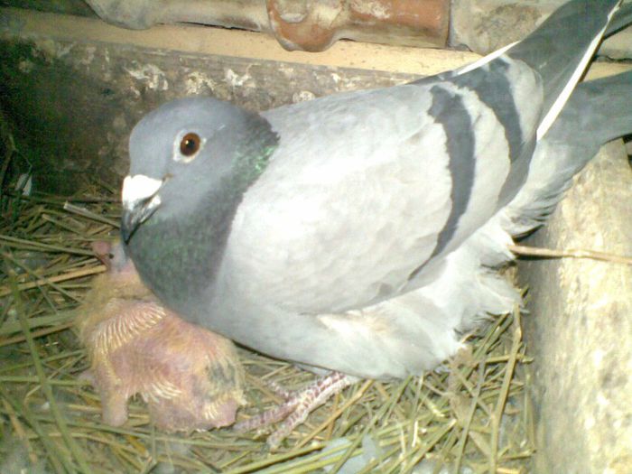 17032013(046) - Voiajori