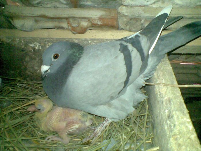 17032013(047) - Voiajori