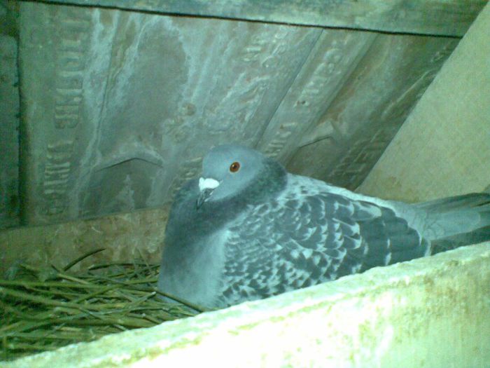 17032013(050) - Voiajori