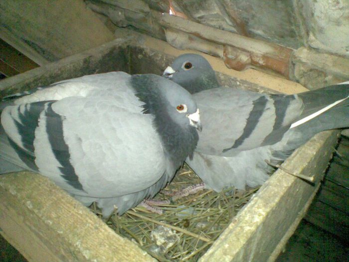 17032013(051) - Voiajori