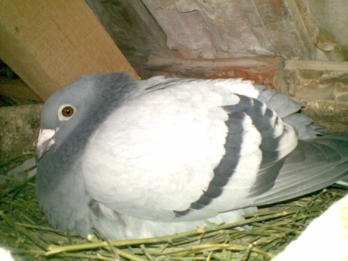 17032013(052) - Voiajori