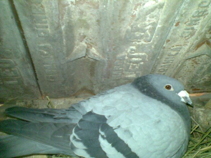 17032013(054) - Voiajori