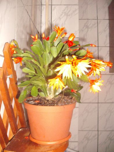 Craciunita portocalie - Florile mele