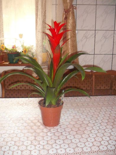 Guzmania - Florile mele