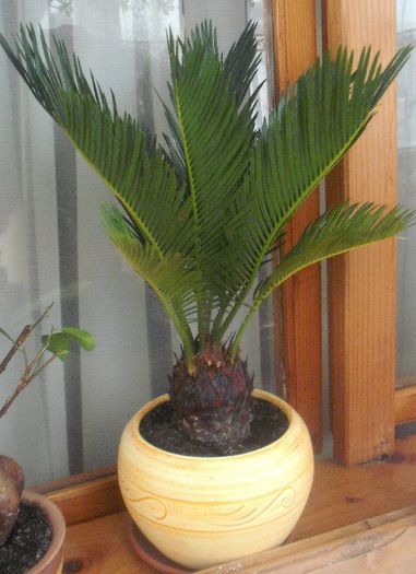 Bonsai Cycas - Florile mele