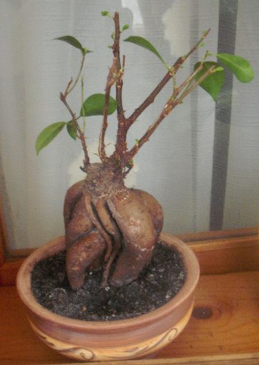 Bonsai Ficus Retusa - Florile mele