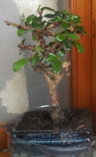 Bonsai Carmona