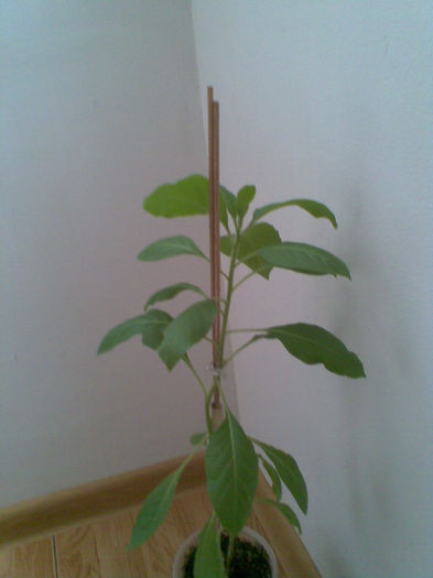 Acnistus , merci Olgutza - Martie