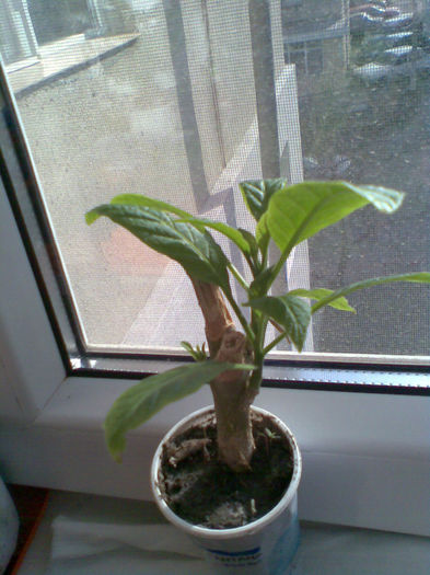 Brug alba parfumata, merci Olgutza