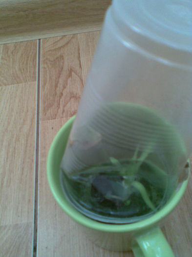 Garoafa alba; lastar cu clonex la o floare din florarie
