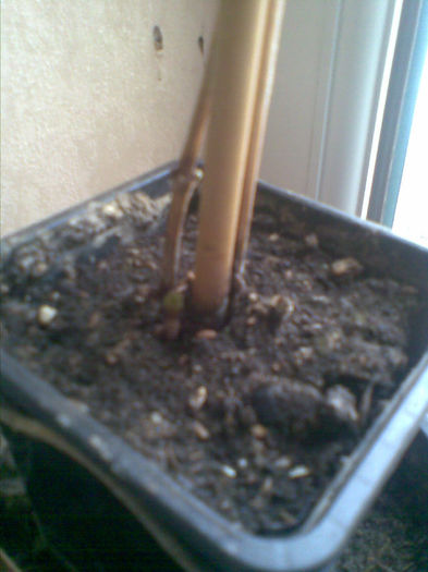 Clematita roz, merci Gabi