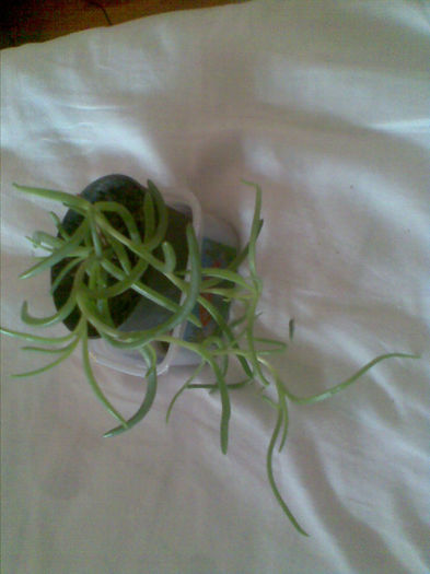 Lampranthus, multumesc d-nei Doina