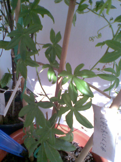 Passiflora caerulea - Martie