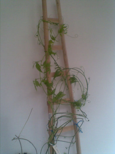 Passiflora Bayron Beauty