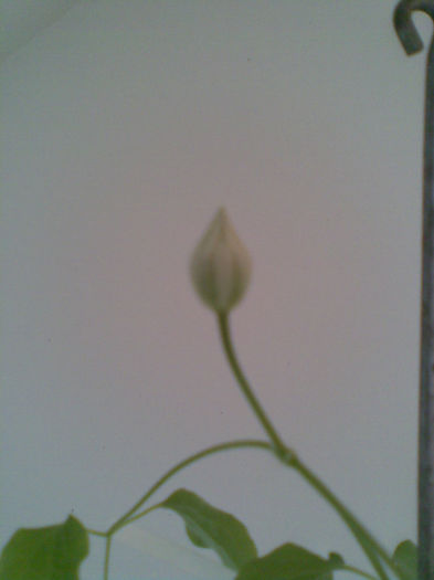 Bobocel clematita Ernest Markham