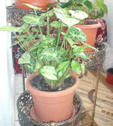 Syngonium - Florile mele