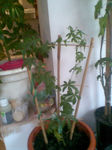 Passiflora caerulea,multumesc  D-lui Popesc - Martie
