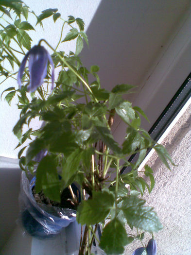 Clematita Paula Jackman