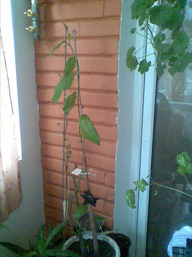 Passiflora Alata,multumesc D-lui Popescu - Martie