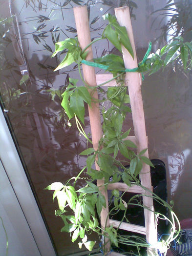 Passiflora Bayron, multumesc D-lui Popesc - Martie
