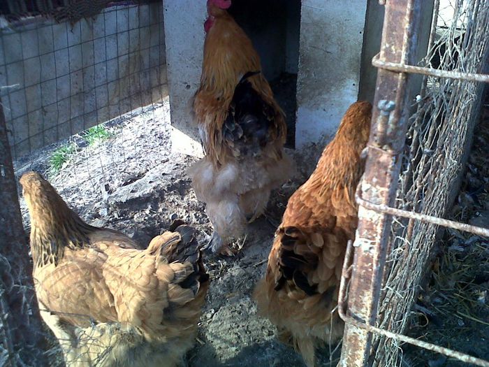 brahma - MY HOBBY gaini porumbei pauni fazani DE VANZARE