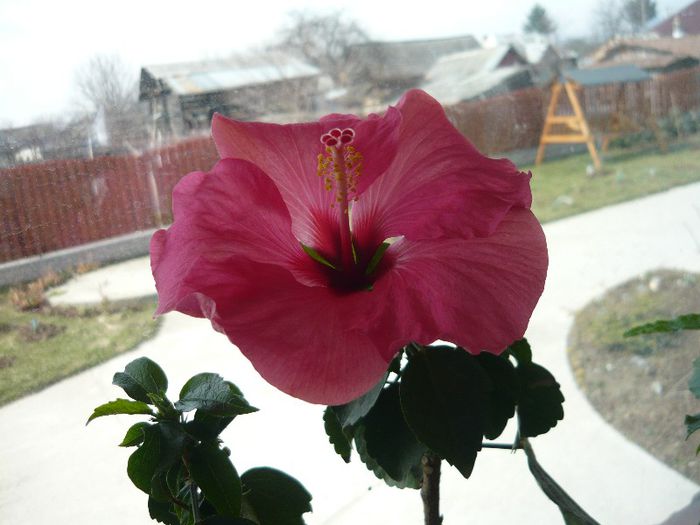 Picture 1004 - x 2013 Hibiscus rosa sinesis