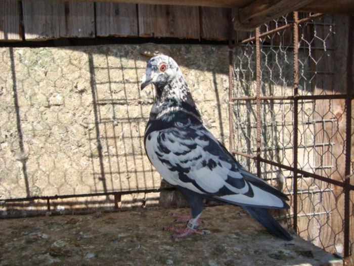  - voiajori de vinzare