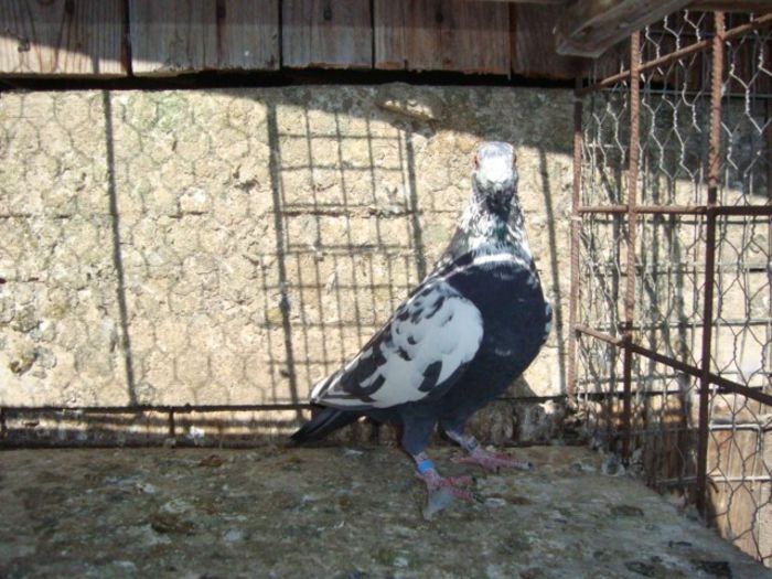  - voiajori de vinzare