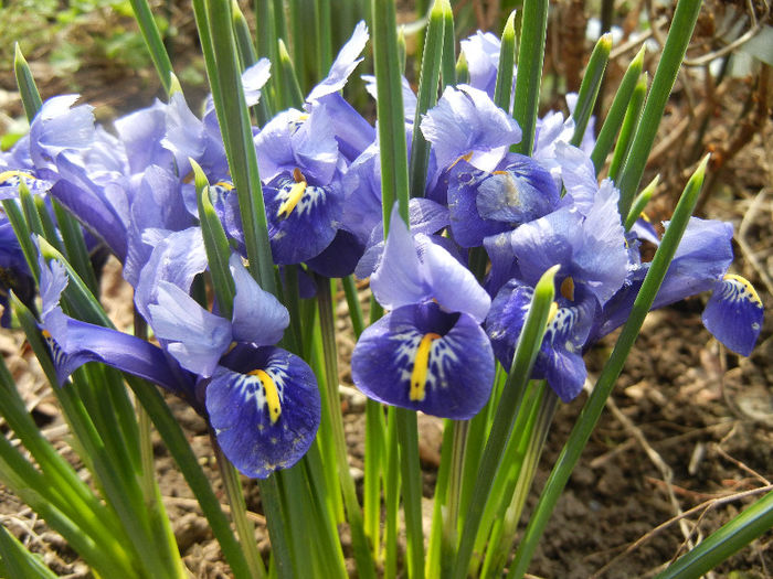 Iris reticulata Blue (2013, March 16) - Iris reticulata Blue