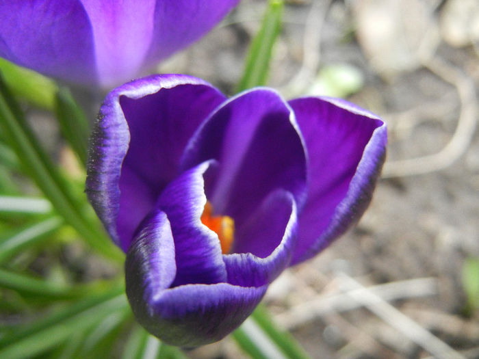 Crocus Negro Boy (2013, March 18)