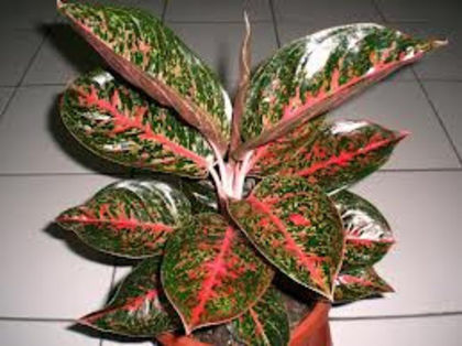 aglaonema