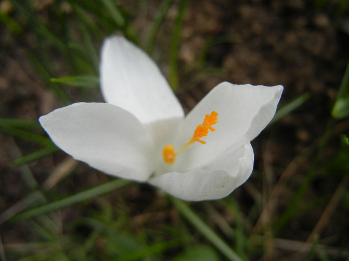 Crocus Jeanne d`Arc (2013, March 18) - Crocus Jeanne d_Arc