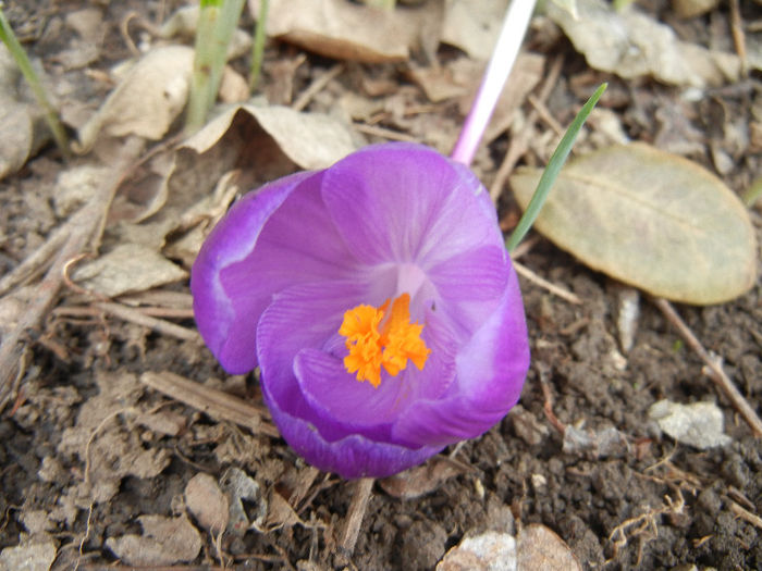 Crocus Remembrance (2013, March 18)