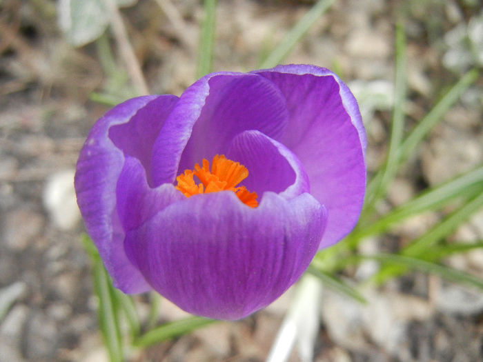 Crocus Remembrance (2013, March 18)