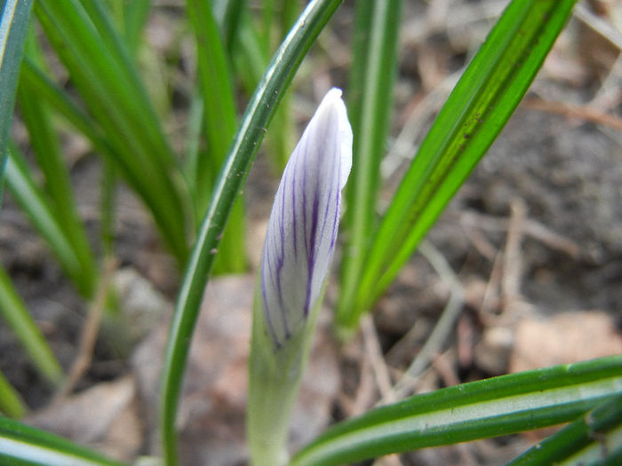 Crocus King of the Striped (2013, Mar.18)